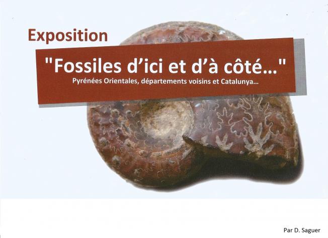 Fossiles d'ici & d'à côté...