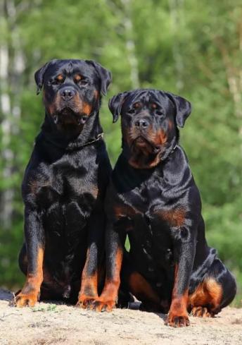 Formation délivrée aux propriétaires ou détenteurs de chiens 1ière et 2ème catégorie